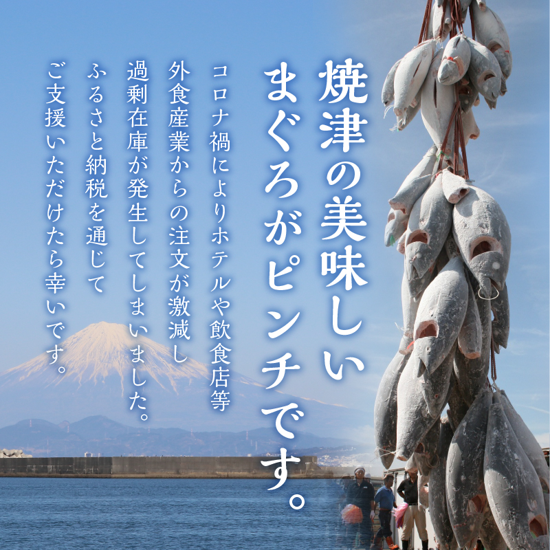 b20-037 【定期便】 天然本まぐろセット 5回隔月で届け | 静岡県焼津市 | JRE MALLふるさと納税