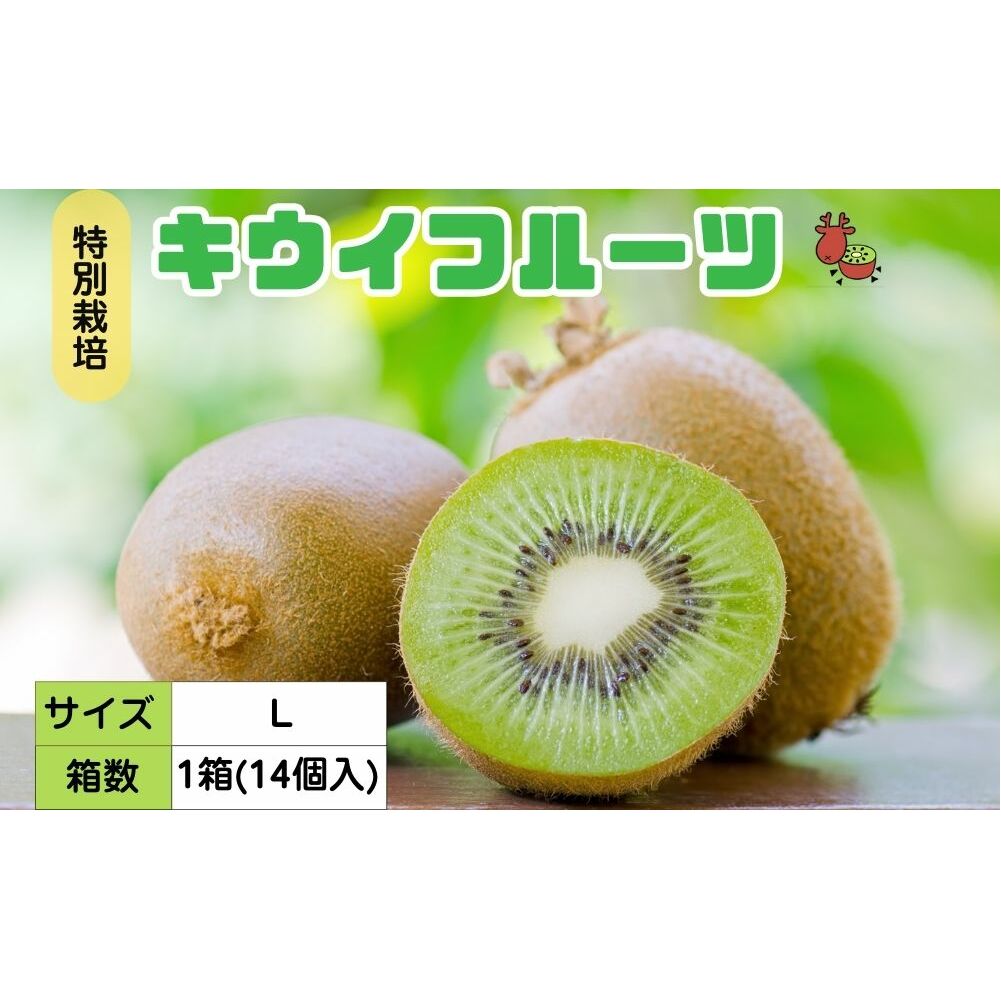＜12月以降順次発送＞プレミアム キウイ フルーツ Lサイズ 14個入 追熟処理済 ／ ふるさと納税 キウイ キウイフルーツ ギフト 栄養 果物 お土産 化学肥料不使用 特別栽培 塩 奈良県 宇陀市 やまとファームJAPAN
