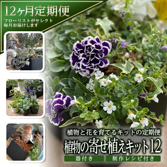 [12回定期便]植物と花を育てるキットの定期便「植物の寄せ植えキット スクエア12」