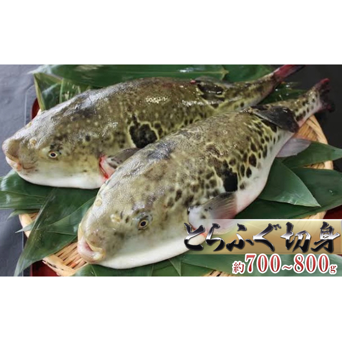 国産とらふぐ1匹(てっちり鍋4人前) 魚貝類 フグ