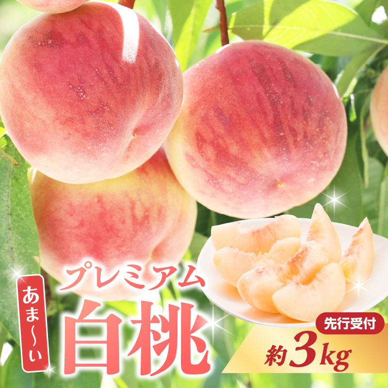 ≪先行受付≫ 甘～い プレミアム白桃 約3kg【2026年8月中旬頃～発送予定】