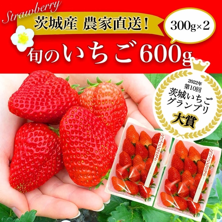 【第10回茨城いちごグランプリ大賞 受賞】【先行予約】紅ほっぺと旬のいちご食べ比べ 600g(300g×2) ※北海道・沖縄・離島への配送不可 ※2024年1月中旬頃より順次発送予定 | いちご 苺 イチゴ 600グラム 2パック フルーツ 小分け おいしい いばらキッス 紅ほっぺ よつぼし 恋みのり 取り寄せ お取り寄せ ギフト 贈答 贈り物 プレゼント  茨城県 古河市 直送 農家直送 産地直送 _BI13