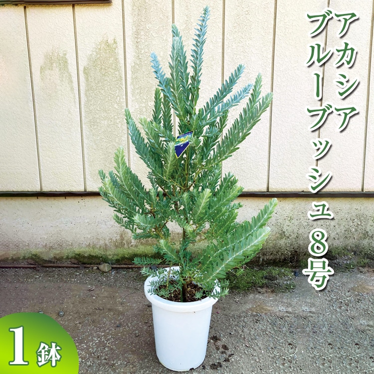 アカシア ブルーブッシュ8号 ※離島への配送不可 | 観葉植物 植物 グリーン アカシアの木 ブルーブッシュ 室内 苗 鉢植え シンボルツリー ギフト 贈答 贈り物 プレゼント お中元 お歳暮 直送 農家直送 茨城県 古河市 _BZ19