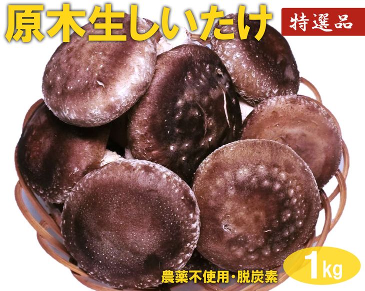 原木生しいたけ 1kg 特大厚肉品 特選品 贈答用 農薬不使用 脱炭素 ※離島への配送不可 _DR02