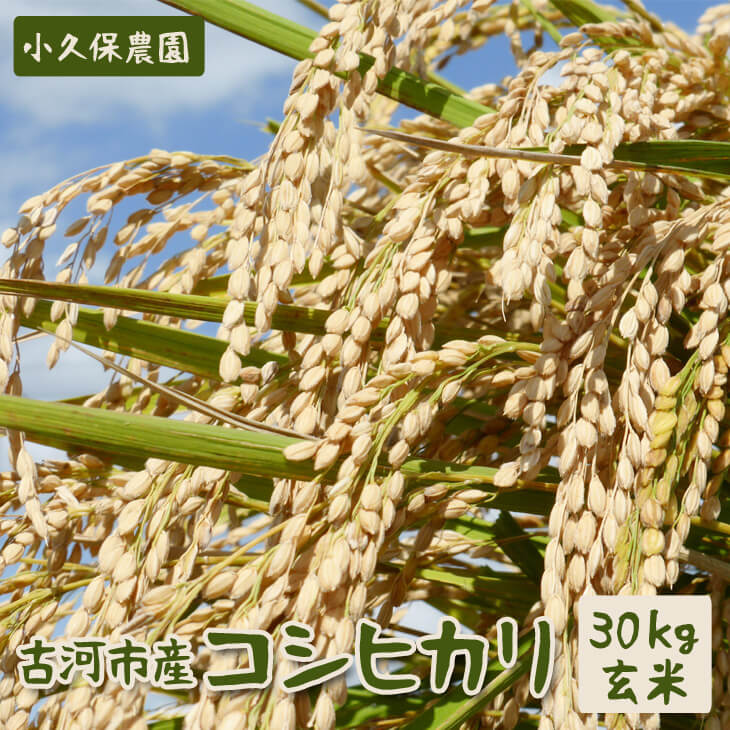 令和5年産】古河市産 コシヒカリ30kg玄米【小久保農園】 | 米