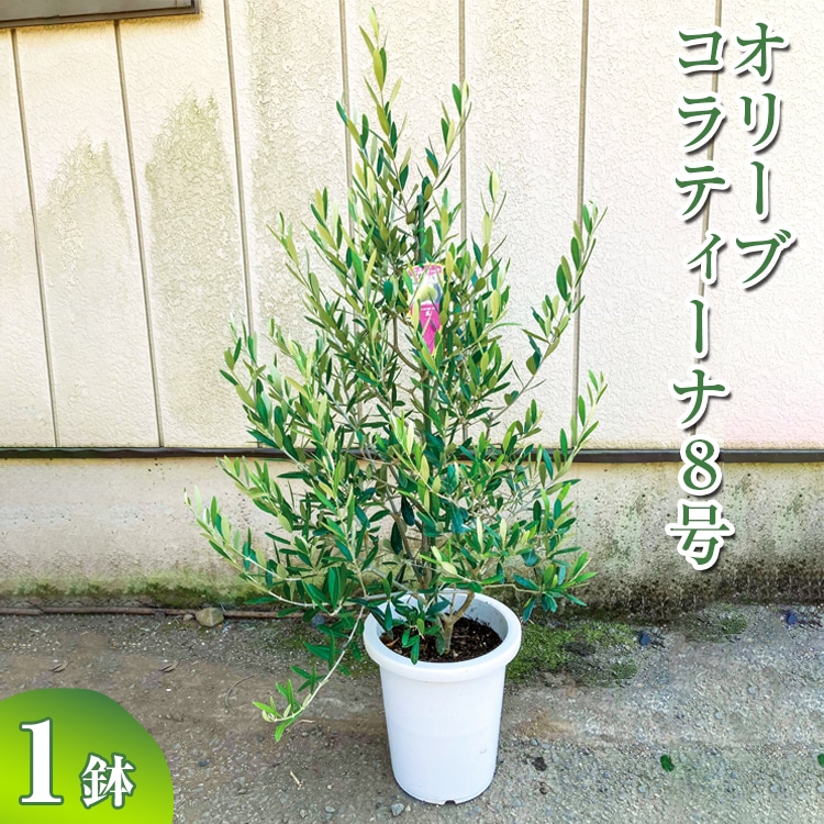 オリーブ コラティーナ8号 ※離島への配送不可 | 観葉植物 植物