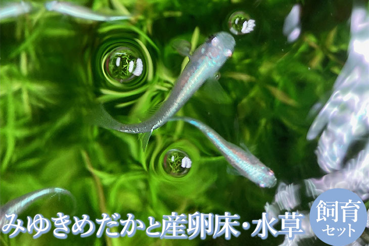 人気!みゆきめだかと産卵床・水草の飼育セット(メダカ15匹) ※北海道・沖縄・離島への配送不可 ※2023年10月上旬頃より順次発送予定 | めだか メダカ 生き物 飼育 自由研究 鑑賞 定番 _DB01