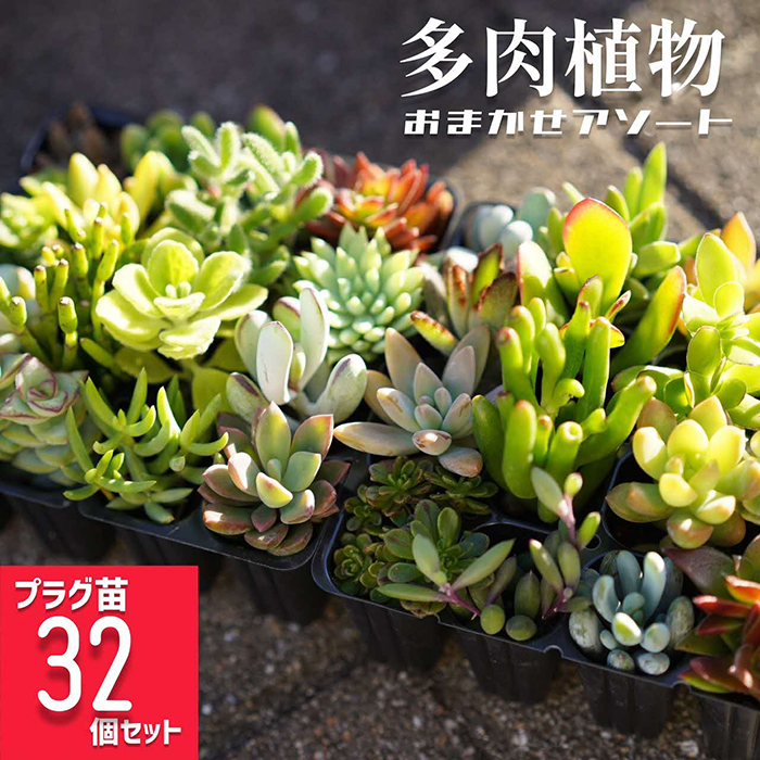 多肉植物 おまかせアソート 32苗セット | 観葉植物 植物 グリーン 多肉 鉢植え ギフト 贈答 贈り物 直送 農家直送 茨城県 古河市 _FC04