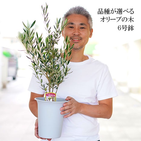 オリーブの木 6号鉢 シンボルツリー_FC10 観葉植物 オリーブ 苗木 ※北海道・沖縄・離島への配送不可