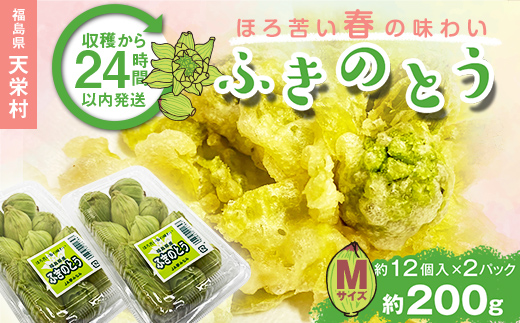 収穫から24時間以内に発送!ほろ苦い春の味わい「ふきのとう」Mサイズ200g(約24個) F21T-350