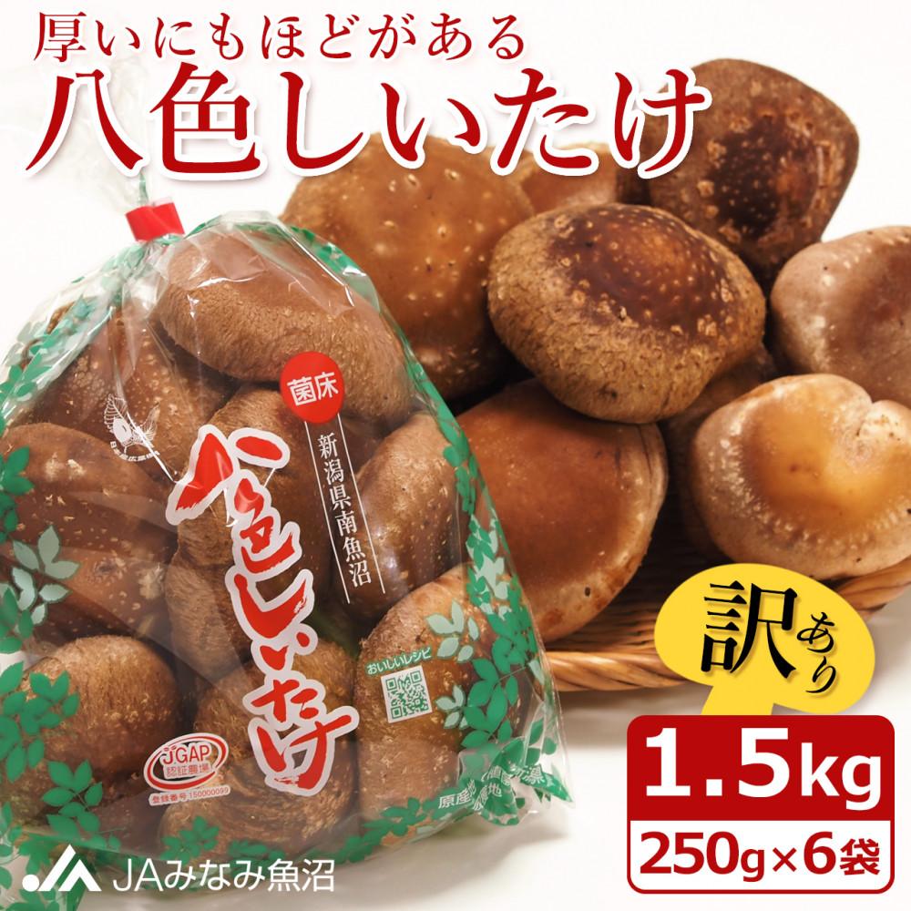 【家庭用】厚いにもほどがある「八色しいたけ」1.5kg(250g×6袋)訳あり 不ぞろい 農家応援
