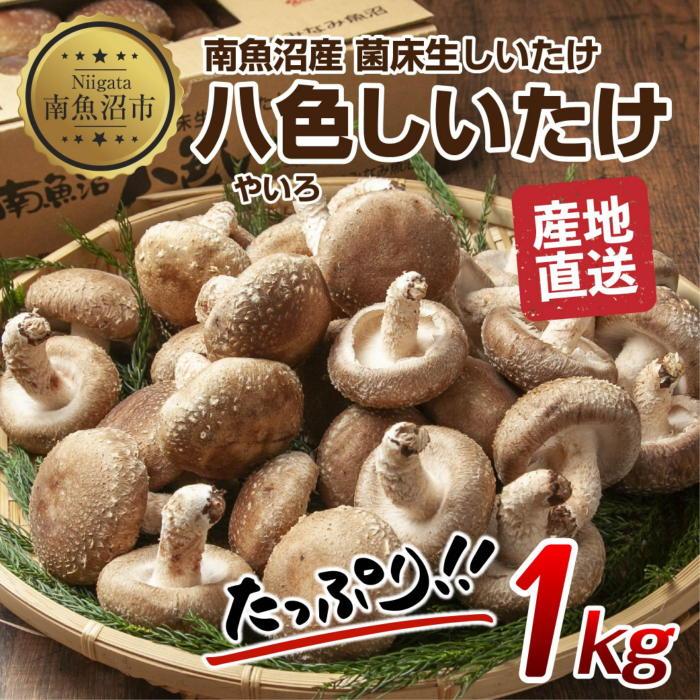 ES419 八色 しいたけ 1kg シイタケ 椎茸 生しいたけ 生シイタケ きのこ キノコ 菌床栽培 肉厚 鍋 バーベキュー おかず おつまみ 贈答 ギフト 越季 新潟県 南魚沼市