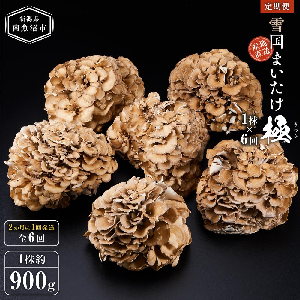 <定期便>雪国まいたけ 極 1株×6回【1株約900g 2か月に1回発送/全6回】これが雪国史上、最高傑作 長期熟成と大株仕立てが生み出す圧倒的なシャキシャキ感と旨味 雪国まいたけ最高品質 産地直送