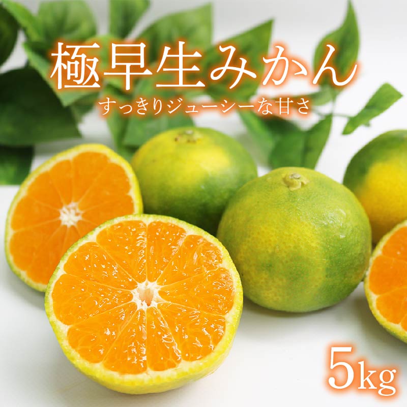 【先行予約】極早生みかん 5kg | 数量限定 みかん 季節の柑橘 家庭用 訳あり 柑橘 蜜柑 みかん mikan 果物 くだもの フルーツ 産地直送 期間限定 国産 高知県 室戸市