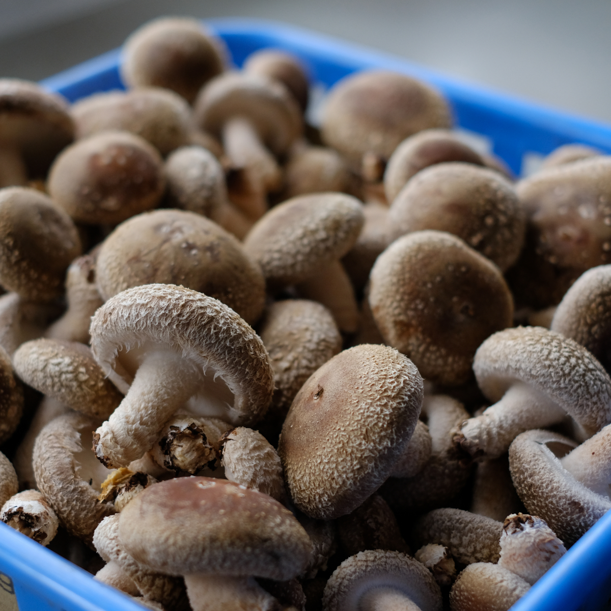 nc002佐喜浜しいたけ[約500g]_ 国産 高知県 椎茸 シイタケ 野菜