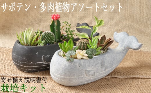 sh001サボテン多肉植物の小苗アソートセットW [寄せ植え説明書付]