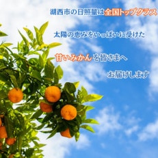 [訳あり]【2026年1月初旬頃より順次発送予定】青島みかん 約10kgサイズミックス【1575319】