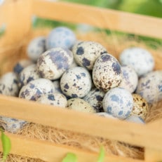 命のカプセル うずらの生卵120個【配送不可地域:離島】【1508078】