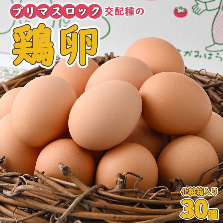 鶏卵　プリマスロック（交配種）の卵　化粧箱入り30個