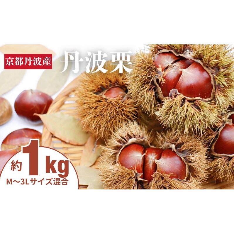 丹波栗 1kg M～3L  サイズ 京都 丹波産 南丹市 大粒 生栗 和栗 国産 丹波栗