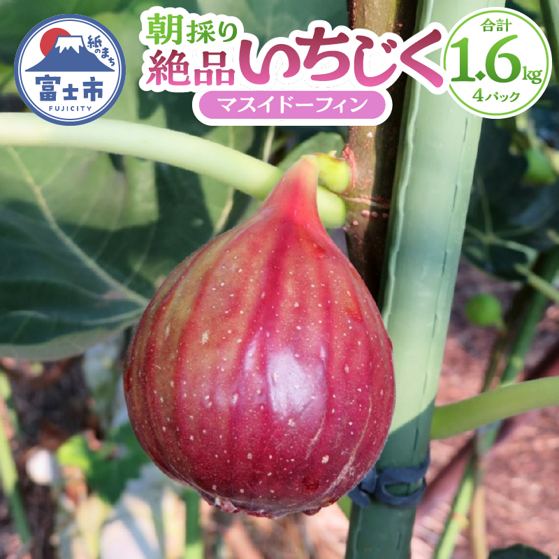 朝採り絶品いちじく（マスイドーフィン4パック） [sf001-074]