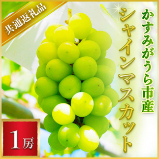 ＜2025年7月より順次発送予定＞シャインマスカット　1房(県内共通返礼品:かすみがうら市産) (BR041)