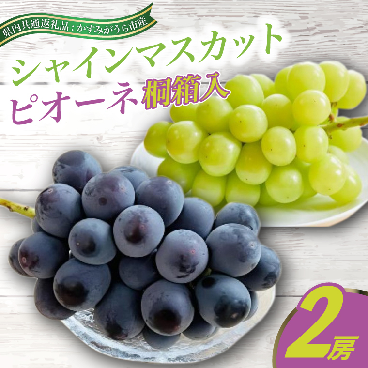 7月より順次発送予定　シャインマスカットとピオーネ桐箱入り2房(県内共通返礼品:かすみがうら市産) (BR073)