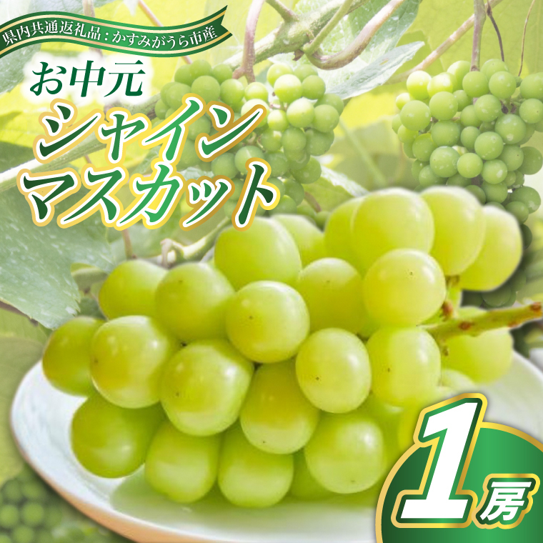 お中元　シャインマスカット1房(県内共通返礼品:かすみがうら市産) (BR081)