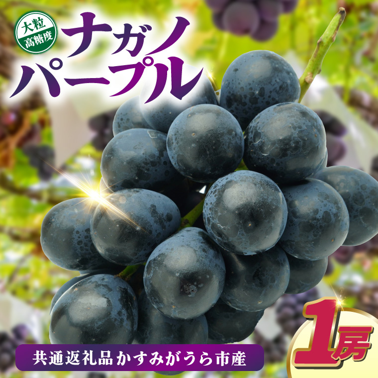 ナガノパープル1房　県内共通返礼品:かすみがうら市産 (BR154)