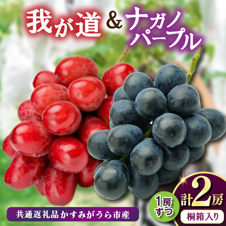 桐箱入りナガノパープル1房・我が道1房　県内共通返礼品:かすみがうら市産 (BR166)