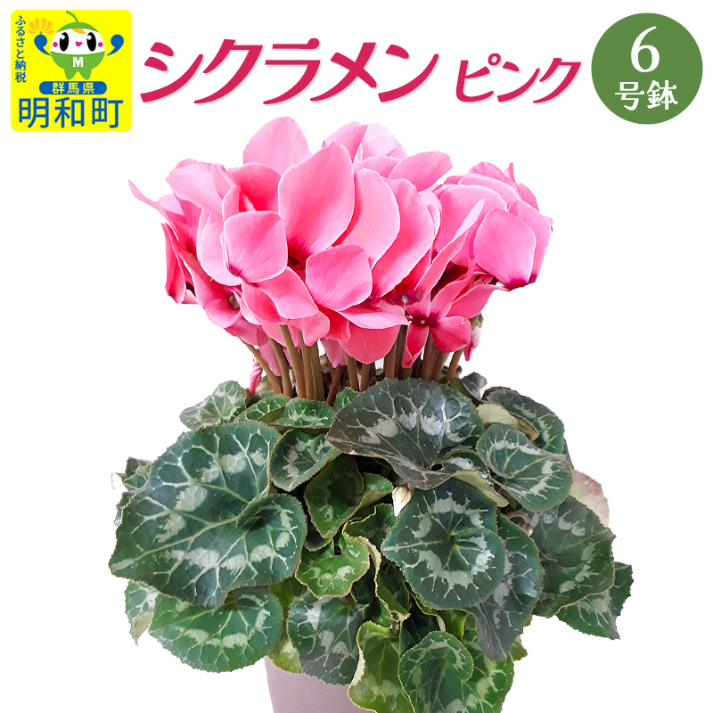 シクラメン　ピンク　6号鉢