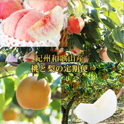 【発送月固定定期便】紀州和歌山産旬のフルーツセット(8月:桃3玉・9月:梨3玉)全2回【配送不可地域:離島・北海道・沖縄】【4074823】