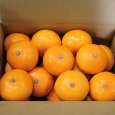 せとか 約3kg 秀品【1415874】