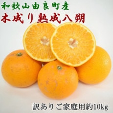 和歌山県由良町産の木成り熟成八朔約10kg(サイズ混合・訳ありご家庭用)(九度山町)