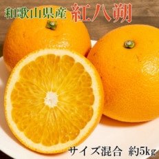 【希少品種】和歌山県産紅八朔約5kg(サイズ混合)(九度山町)【1485781】