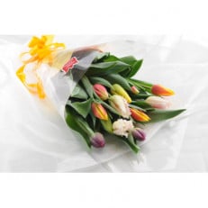チューリップ切花(50本)【1375910】