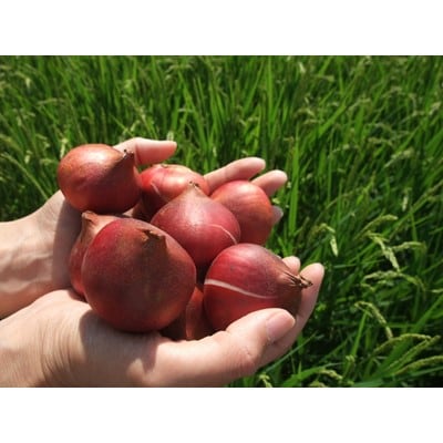 チューリップ球根(20球)【1145174】