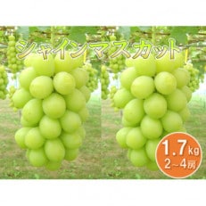 シャインマスカット　秀　1.7kg(2房～4房)【果物/ぶどう】【配送不可地域：離島】【1291655】