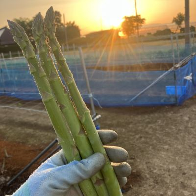 【令和8年産】先行受付!春芽アスパラガス約1kg(L~2Lサイズ 25~45本前後)【配送不可地域:離島・北海道・沖縄・信越、北陸・東海・近畿・中国・四国・九州】【1470202】