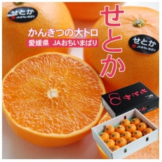 【先行受付】せとか 化粧箱 3L~Lサイズ 10~15玉 愛媛県 JAおちいまばり【1439147】