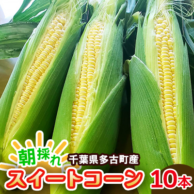 朝採れ　千葉県多古町産スイートコーン　10本入り【配送不可地域：離島・沖縄】【1562793】