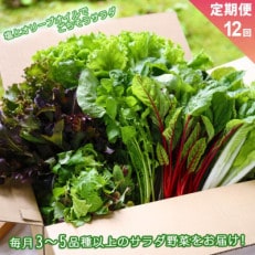 【毎月定期便】サラダ野菜セット 3~5品以上を毎月お届け全12回【配送不可地域:離島】【4053787】