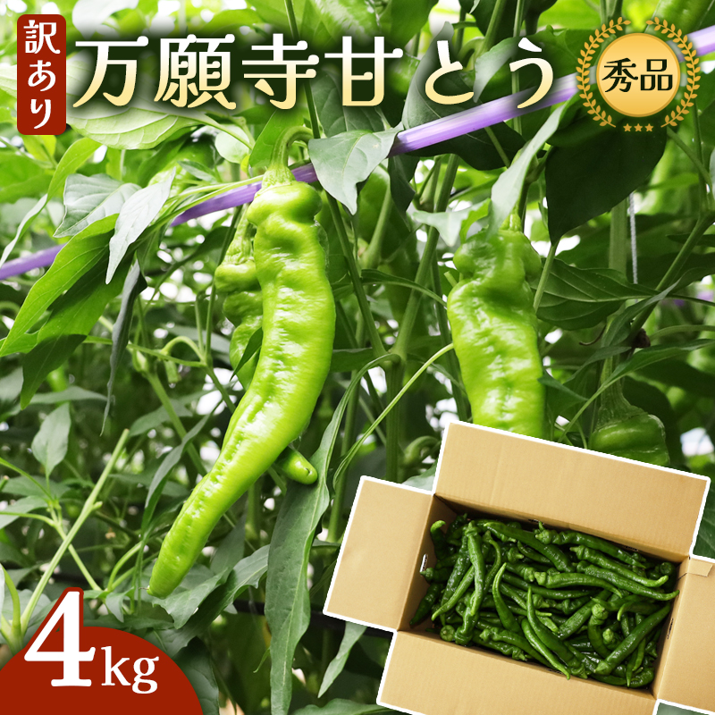 [訳あり] 万願寺甘とう 秀品 4kg | 長さ不揃い 辛くない京野菜 肉厚 ジューシー 京都産 旬 季節の野菜 詰め合わせ 京のブランド産品 京野菜 万願寺 まんがんじ 野菜 夏野菜 お土産 手土産 JA 京都 綾部
