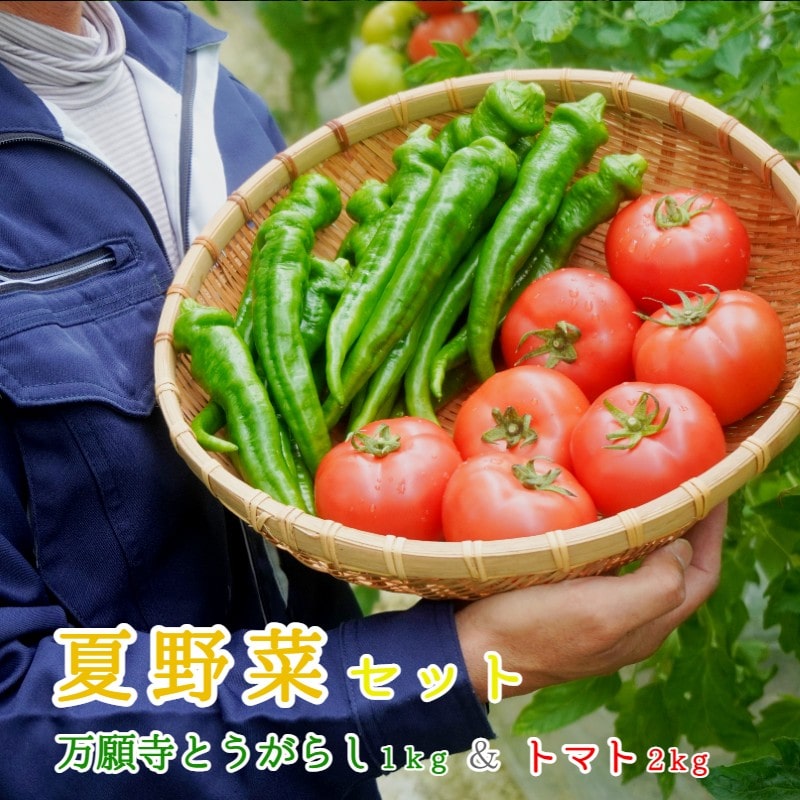 夏野菜セット 辛くない 万願寺とうがらし1kg トマト2kg 化粧箱入 夏野菜 野菜 セット 万願寺とうがらし とまと 2種類 箱入り 地場産 京野菜 夏 京都 舞鶴 嵯峨根農園