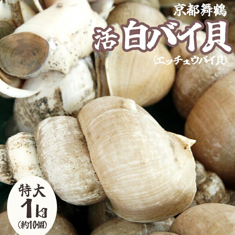 京都舞鶴 活 白バイ貝 特大 1kg 約10個 刺身用 エッチュウバイ貝