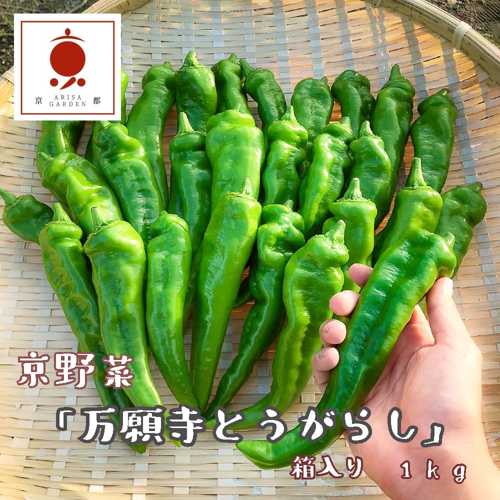 [2025年夏発送]京野菜 「万願寺とうがらし」 1kg : 2〜4人用 からくない!肉厚甘い 逸品 箱入り伝統野菜 とうがらし 万願寺 ピーマン 大型 野菜 夏野菜 農家直送 揚げ物 炒め物 煮物 レシピ付き京都 舞鶴