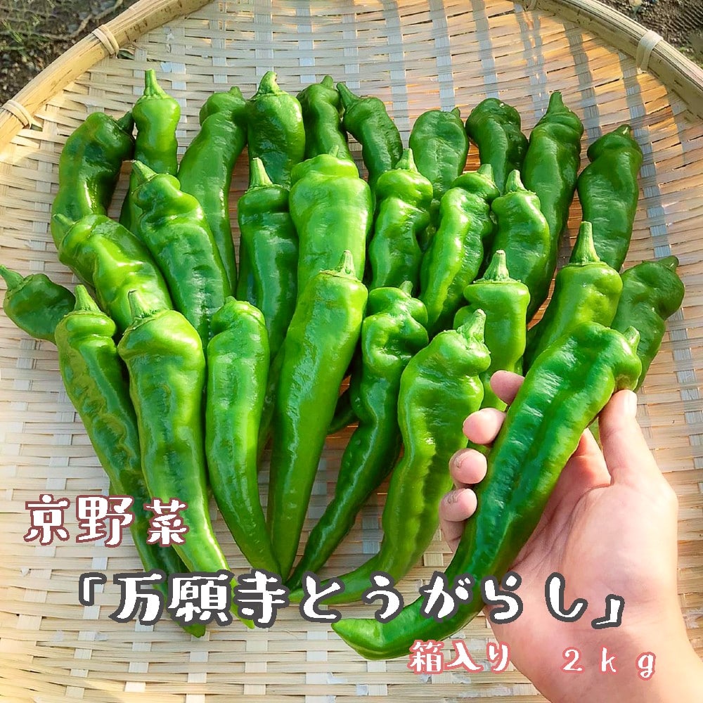 [2025年夏発送]京野菜 「万願寺とうがらし」 2kg : 4人以上用 からくない!肉厚甘い 逸品 箱入り 伝統野菜 とうがらし 万願寺 ピーマン 大型 野菜 夏野菜 農家直送 揚げ物 炒め物 煮物 レシピ付き京都 舞鶴