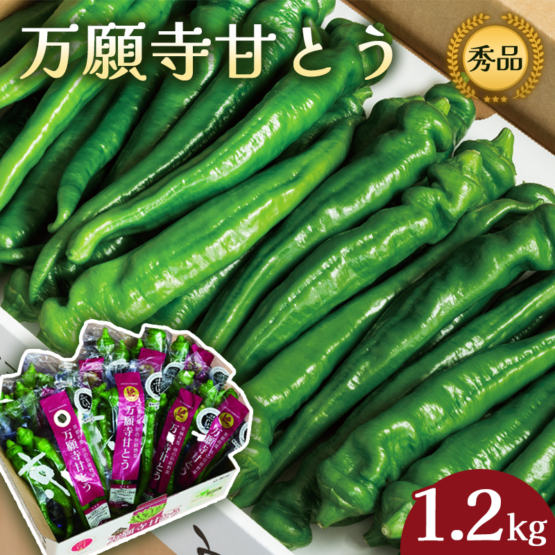 [2025年夏発送分] 京の伝統野菜 「万願寺甘とう」1箱 1.2kg : 袋入り 小分け 甘い!美味い!辛くない!舞鶴発祥京のブランド産品 京都 舞鶴 夏野菜 野菜 万願寺とうがらし 万願寺 まんがんじ