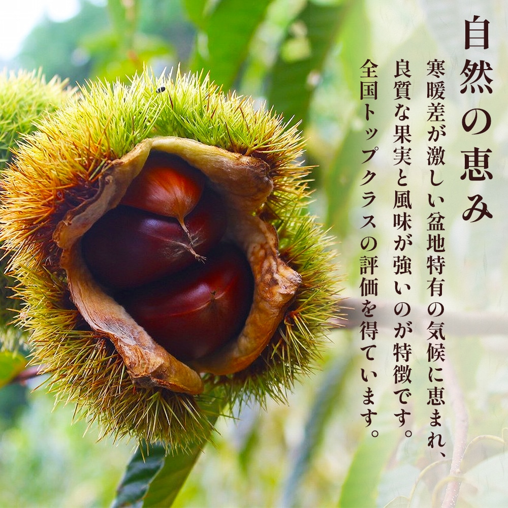 【2024年9月末~順次発送】 JAくま 【球磨 栗】 2kg くり 熊本県産 多良木町 くり マロン 旬の味覚 甘い ほっくり 山海の味覚 ...