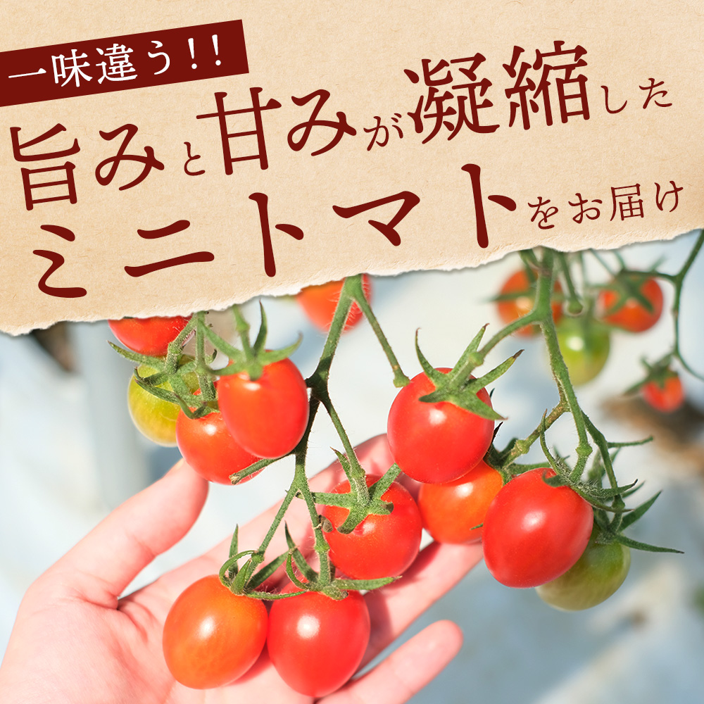 産地直送】熊本県産 ミニトマト「アイコ (赤色)」約1.25kg 国産トマト アイコ とまと 甘い 熊本 多良木町 農園直送 新鮮 フルーツトマト  フルーティ 020-0532 | 熊本県多良木町 | JRE MALLふるさと納税